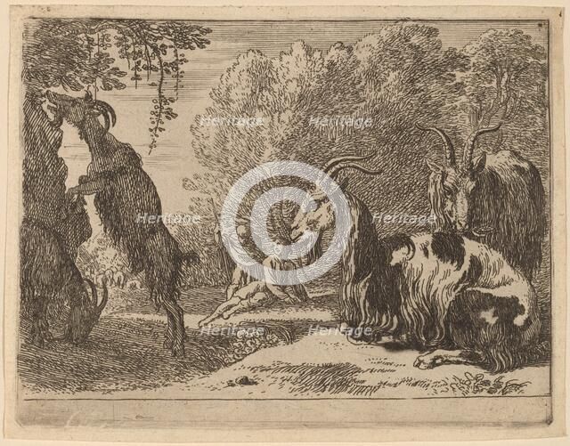 Goats. Creator: Herman van Swanevelt.