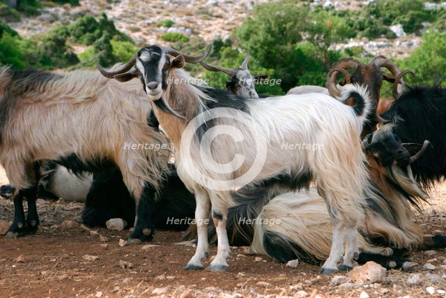 Goats, Kefalonia, Greece. Creator: Peter Thompson.