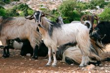 Goats, Kefalonia, Greece. Creator: Peter Thompson