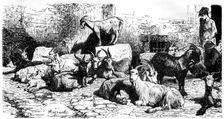 Goats of the Roman countryside, Italy, 19th century. Artist: J Cauchard