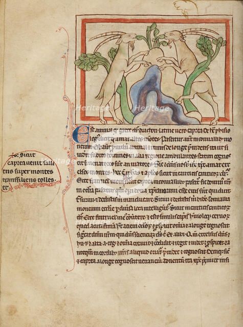 Goats; Northumberland Bestiary, about 1250-1260. Creator: Unknown.