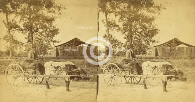 Going to market. [Man on an oxcart], (1868-1900?). Creator: O. Pierre Havens.