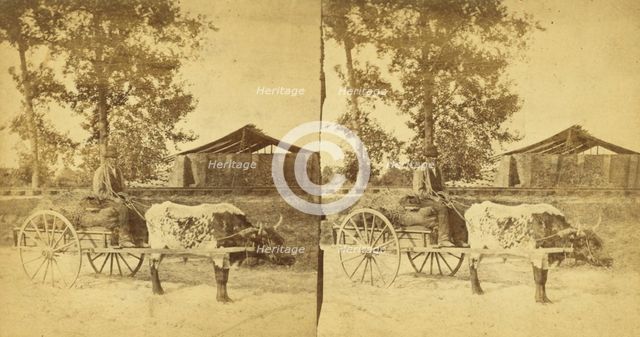 Going to market. [Man on an oxcart], (1868-1900?). Creator: O. Pierre Havens.