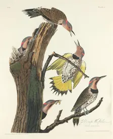 Gold-winged Woodpecker, 1828. Creator: Robert Havell