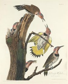 Gold-winged Woodpecker, 1828. Creator: Robert Havell
