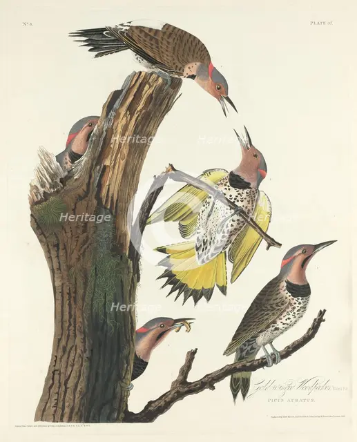 Gold-winged Woodpecker, 1828. Creator: Robert Havell.