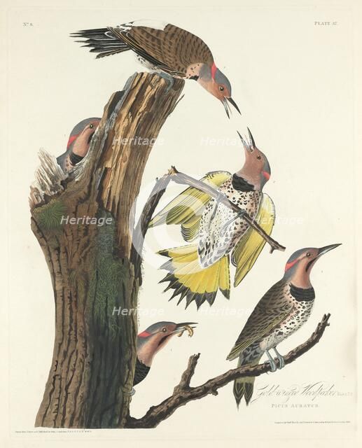 Gold-winged Woodpecker, 1828. Creator: Robert Havell.