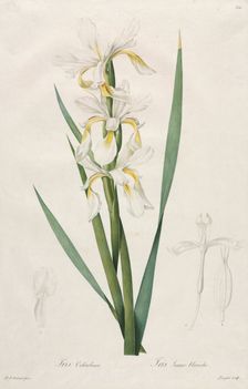Gold-banded Iris, 1812. Creator: Henry Joseph Redouté (French, 1766-1853)