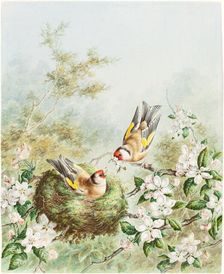 Gold Finches and Their Nest in an Apple Tree, 1878. Creator: Harry Bright