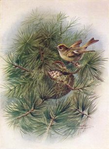 Goldcrest - Reg'ulus crista'tus c1910, (1910). Artist: George James Rankin