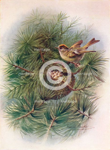 'Goldcrest - Reg'ulus crista'tus', c1910, (1910). Artist: George James Rankin.