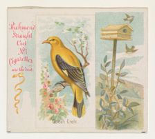 Golden Oriole, from the Song Birds of the World series (N42) for Allen & Ginter Cigarettes..., 1890. Creator: Allen & Ginter