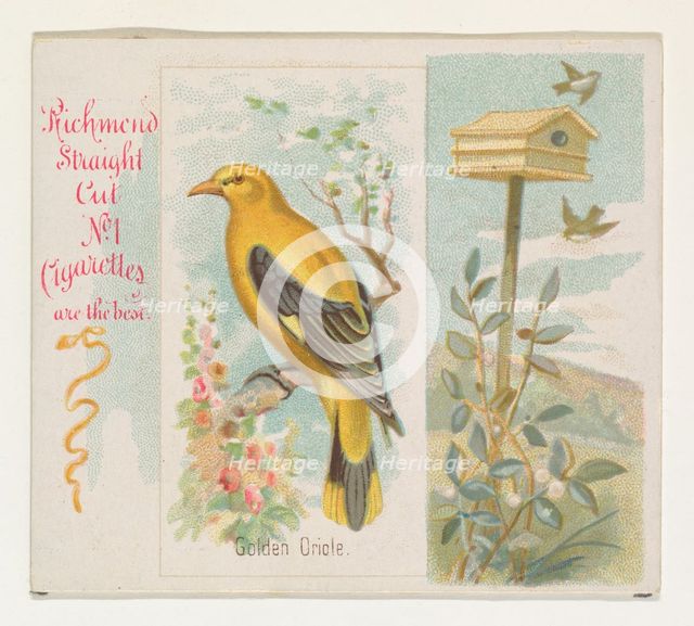 Golden Oriole, from the Song Birds of the World series (N42) for Allen & Ginter Cigarettes..., 1890. Creator: Allen & Ginter.