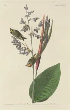 Golden-Crested Wren, 1833. Creator: Robert Havell