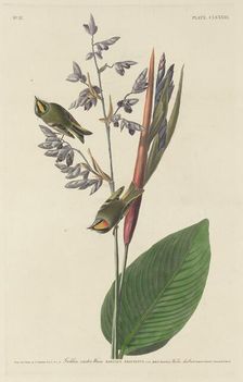 Golden-Crested Wren, 1833. Creator: Robert Havell