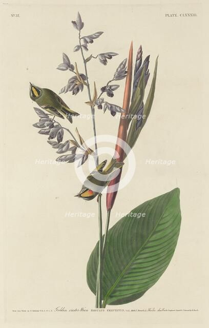 Golden-Crested Wren, 1833. Creator: Robert Havell.