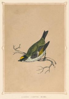 Golden Crested Wren (Regulus regulus), c1850, (1856)