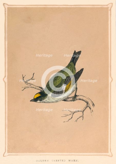 'Golden Crested Wren', (Regulus regulus), c1850, (1856). Artist: Unknown.