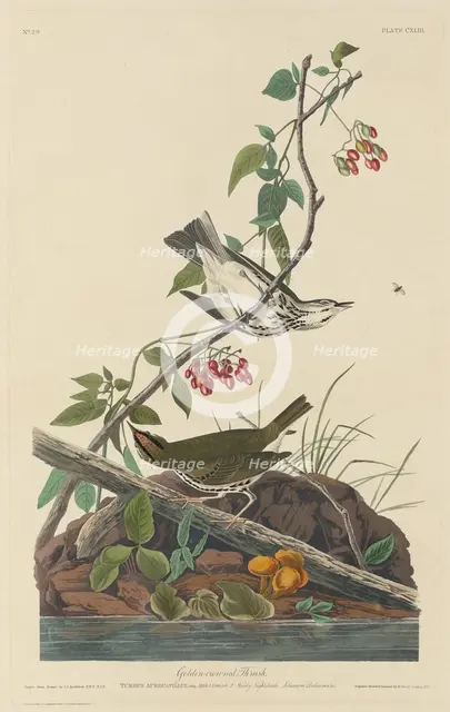 Golden-Crowned Thrush, 1832. Creator: Robert Havell.