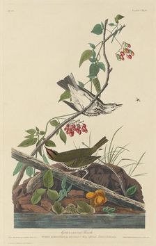 Golden-Crowned Thrush, 1832. Creator: Robert Havell