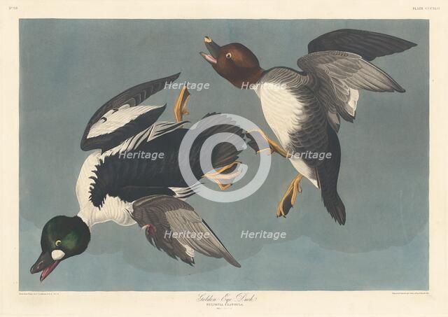 Golden-eye Duck, 1836. Creator: Robert Havell.