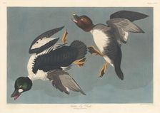 Golden-eye Duck, 1836. Creator: Robert Havell