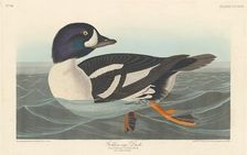 Golden-eye Duck, 1838. Creator: Robert Havell