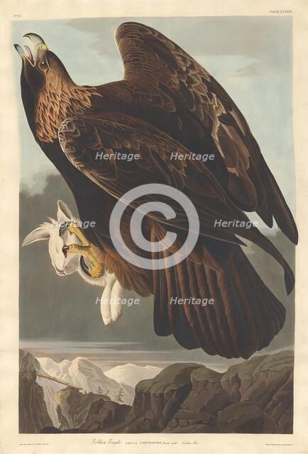 Golden Eagle, 1833. Creator: Robert Havell.