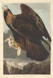Golden Eagle, 1833. Creator: Robert Havell
