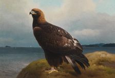 Golden Eagle, 1884. Creator: Ferdinand von Wright