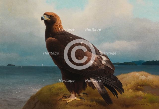 Golden Eagle, 1884. Creator: Ferdinand von Wright.