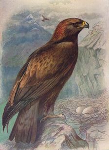 Golden Eagle - A'quila chrysa'etus c1910, (1910). Artist: George James Rankin