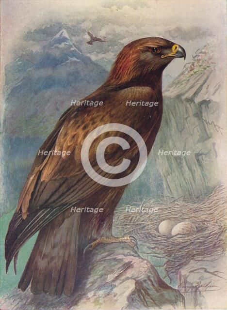 'Golden Eagle - A'quila chrysa'etus', c1910, (1910). Artist: George James Rankin.
