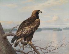 Golden Eagle by a Lake, 1897. Creator: Ferdinand von Wright