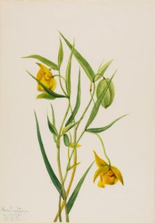 Golden Fairy Lantern (Calochortus amabilis), 1936. Creator: Mary Vaux Walcott