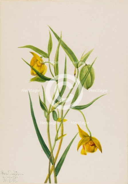 Golden Fairy Lantern (Calochortus amabilis), 1936. Creator: Mary Vaux Walcott.