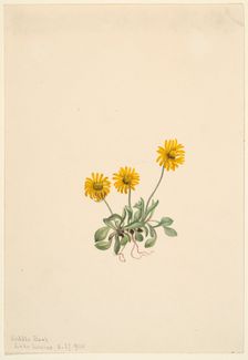 Golden Fleabane (Erigeron aureus), 1904. Creator: Mary Vaux Walcott