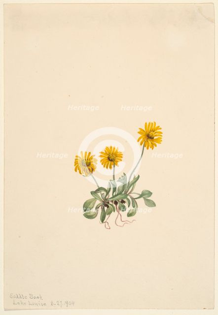 Golden Fleabane (Erigeron aureus), 1904. Creator: Mary Vaux Walcott.