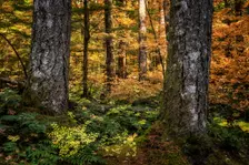Golden Forest. Creator: Joshua Johnston