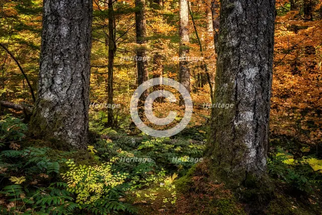 Golden Forest. Creator: Joshua Johnston.