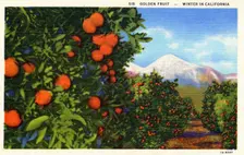 Golden Fruit, Winter in California postcard, 1931
