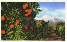 Golden Fruit, Winter in California postcard, 1931