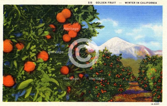 'Golden Fruit, Winter in California', postcard, 1931. Artist: Unknown