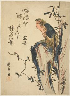 Golden pheasant, 1830s. Creator: Ando Hiroshige