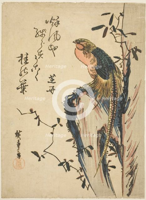 Golden pheasant, 1830s. Creator: Ando Hiroshige.