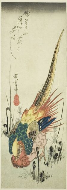 Golden pheasant and bracken ferns, c. 1830s. Creator: Ando Hiroshige