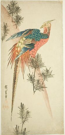 Golden pheasant and pine shoots in snow, c. 1833. Creator: Ando Hiroshige