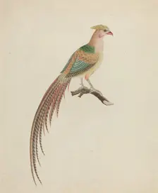 Golden Pheasant (Chrysolophus pictus), c. 1801. Creator: Unknown