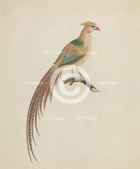 Golden Pheasant (Chrysolophus pictus), c. 1801. Creator: Unknown.