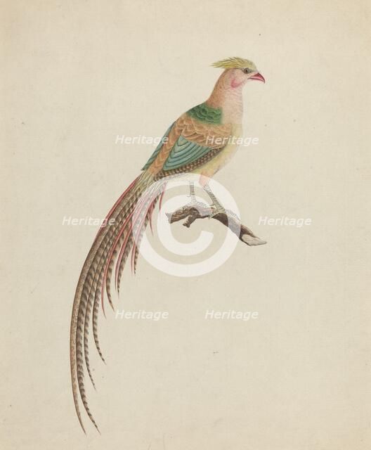 Golden Pheasant (Chrysolophus pictus), c. 1801. Creator: Unknown.